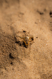 Anillo Desierto