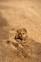 Anillo Langosta